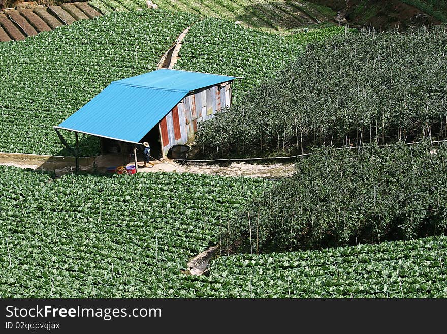 Intensive Crop Farming