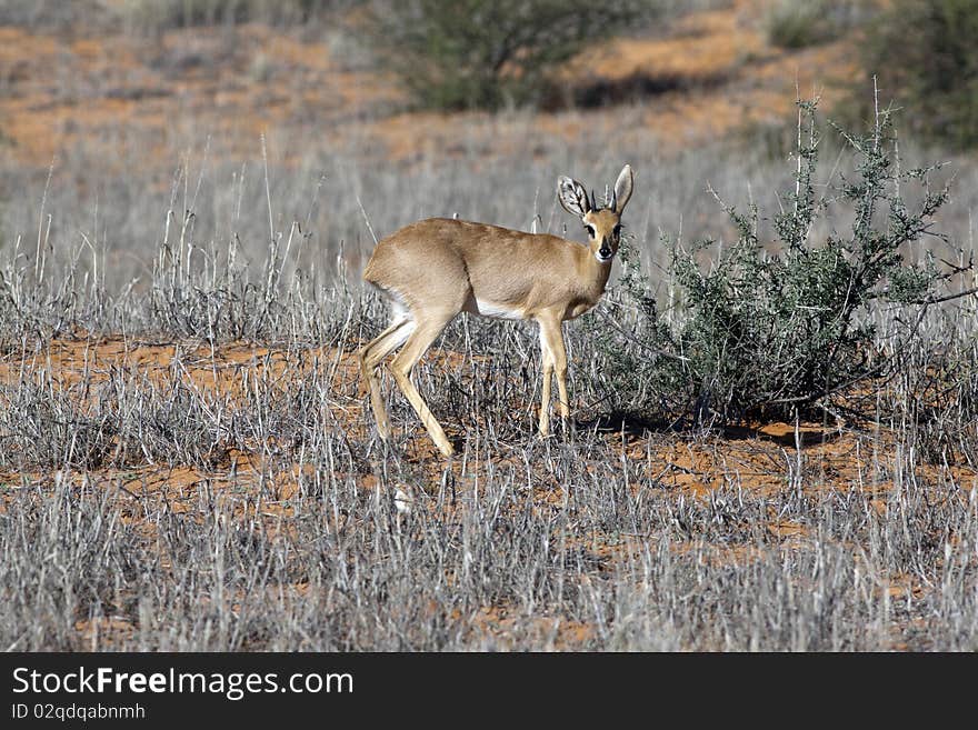 Steenbok in the Kgalagadi