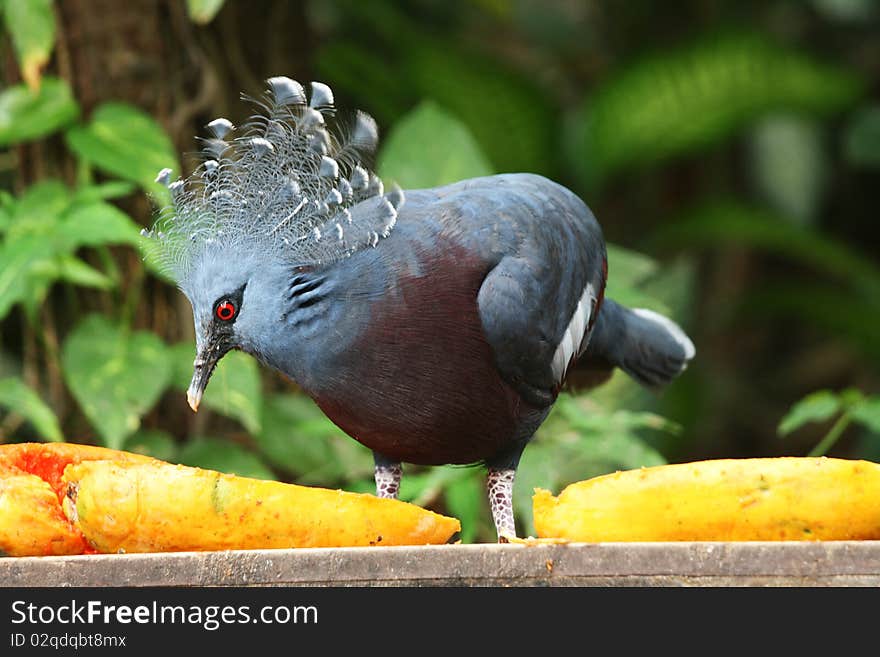 This is a Victoria Crowned Pigeon feeding on some papaya. It's from New Guinea originally.