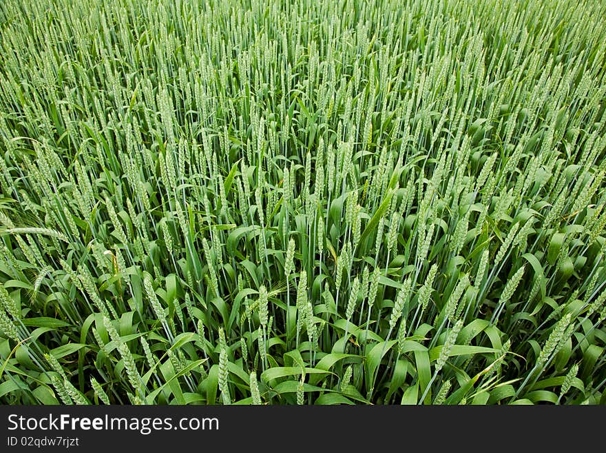 Field of green wheat in spring