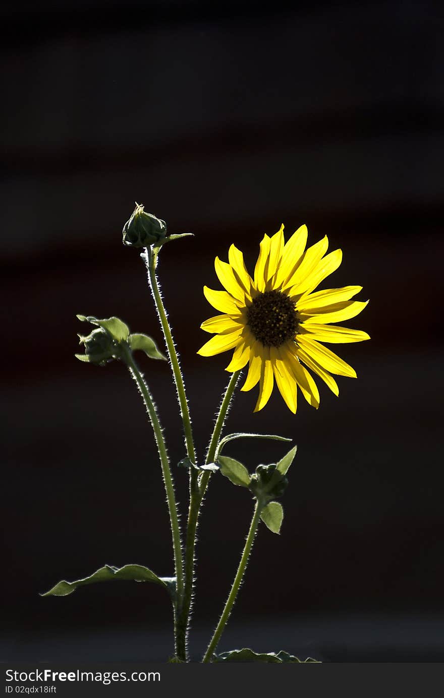 The sunflower, or common sunflower, is a late summer-fall flower with yellow petals and a brown central disk. Sunflowers may grow to 10 feet tall. Grows throughout Texas. The sunflower, or common sunflower, is a late summer-fall flower with yellow petals and a brown central disk. Sunflowers may grow to 10 feet tall. Grows throughout Texas.