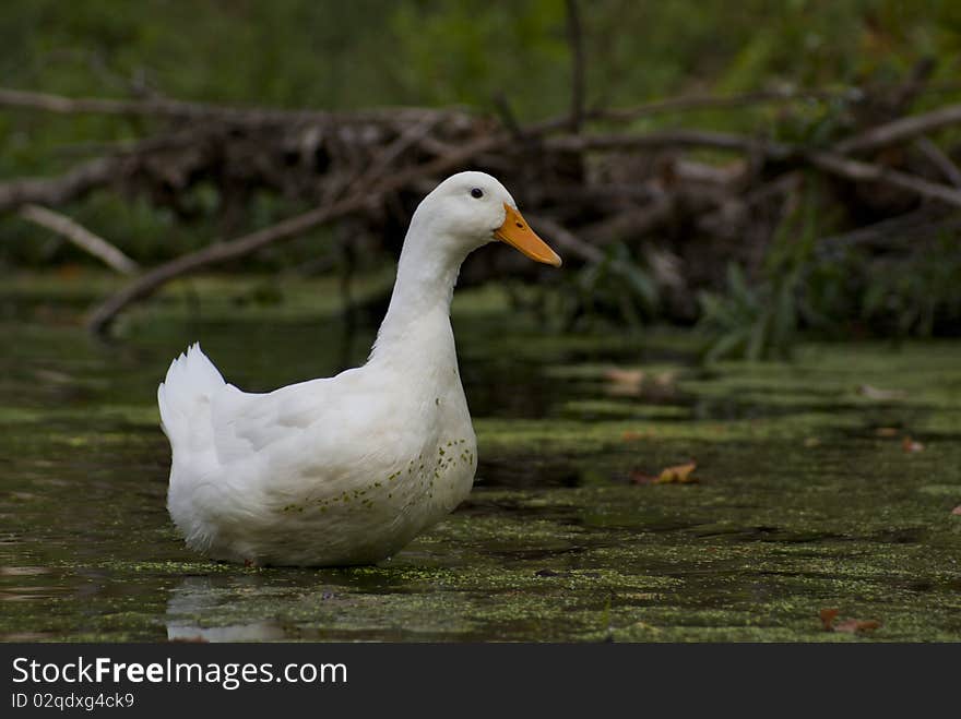 The word goose (plural: geese) is the English name for a considerable number of birds, belonging to the family Anatidae. This family also includes swans, most of which are larger than true geese, and ducks, which are smaller and like rain. This article deals with the true geese in the subfamily Anserinae, tribe Anserini.