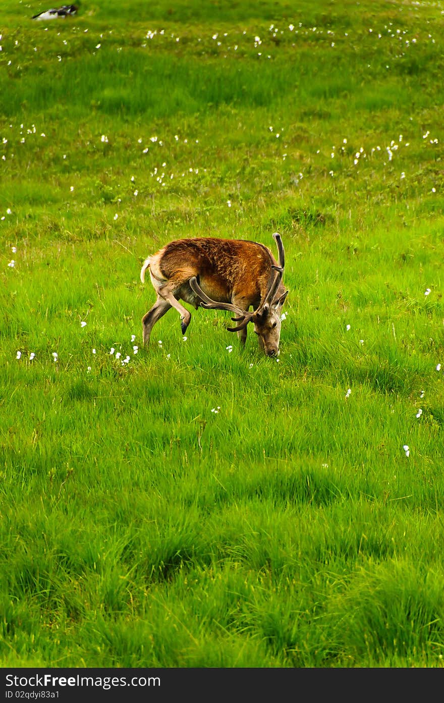 A wild deer grazing in a lush green meadow in Central Scotland