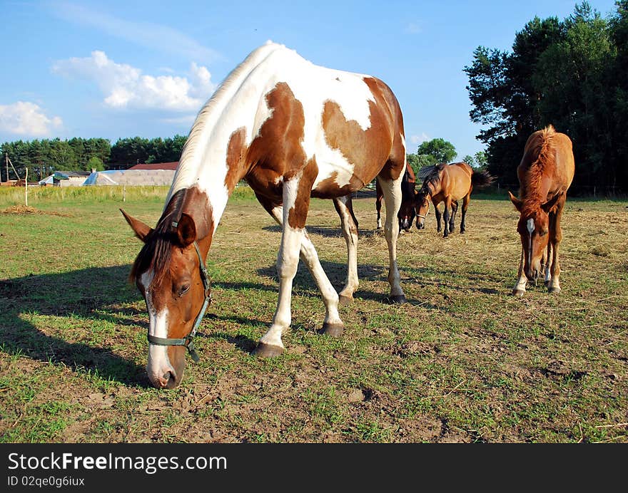 Grazing horses