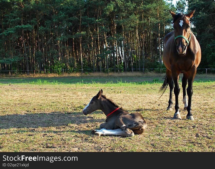 Mare and newborn foal