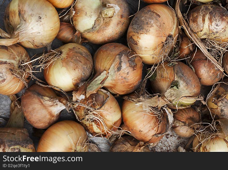 Many organic onions