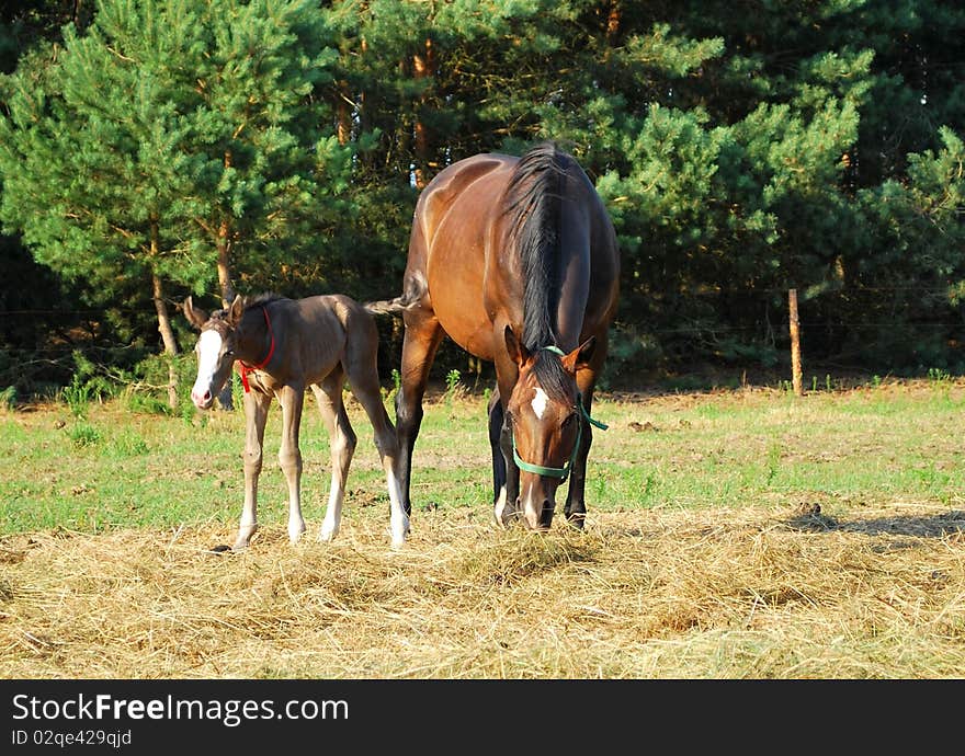 Bay mare grazing next to her little foal. Bay mare grazing next to her little foal.