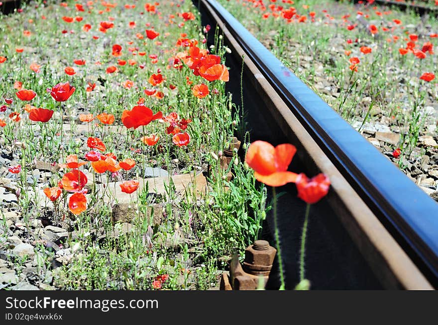 Wild red poppies near railway