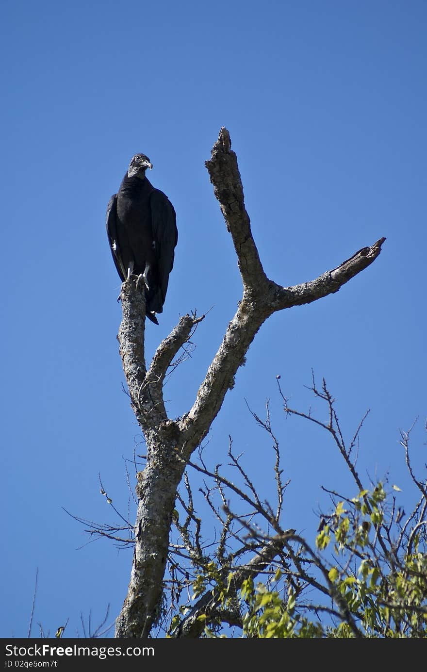 A buzzar standing on a tree watting for food. A buzzar standing on a tree watting for food