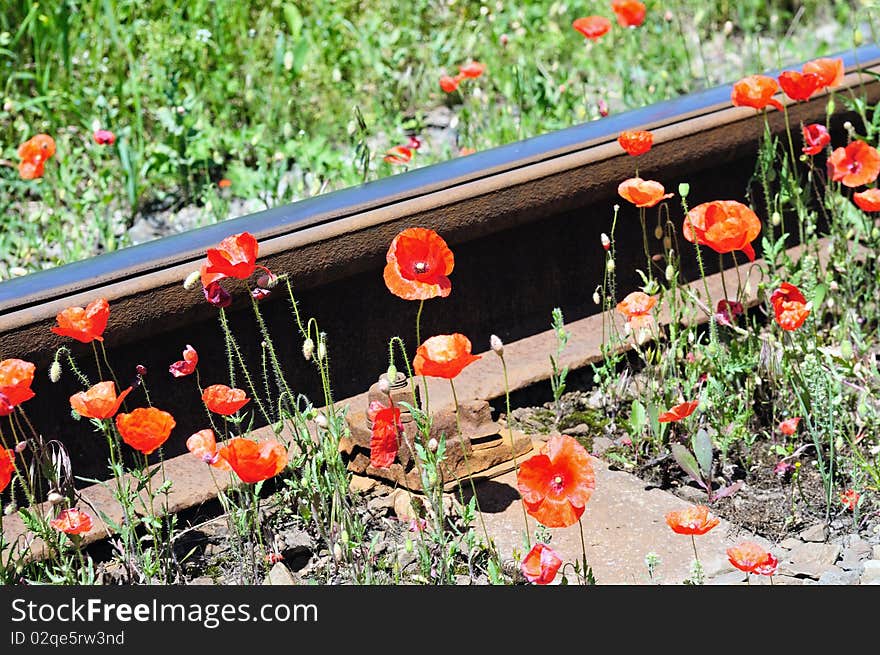 Wild red poppies near railway