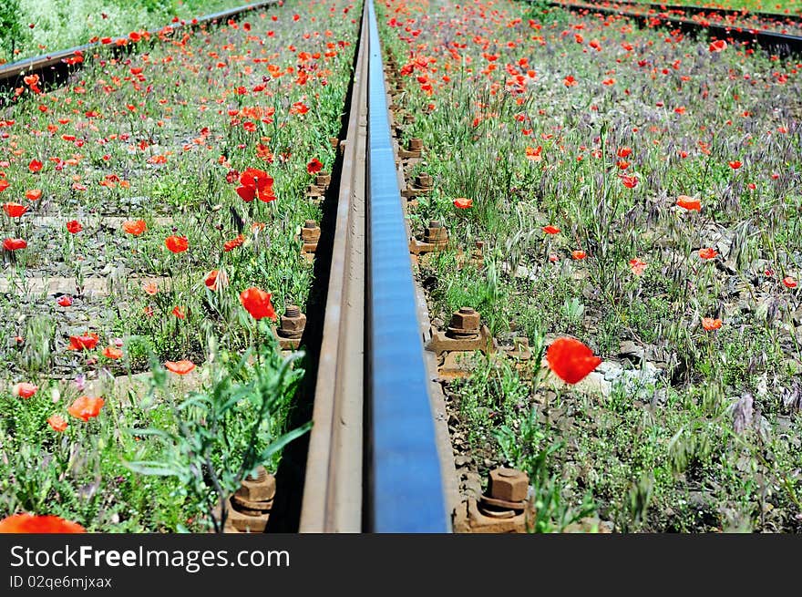 Wild red poppies near railway. Nature and industry concept.