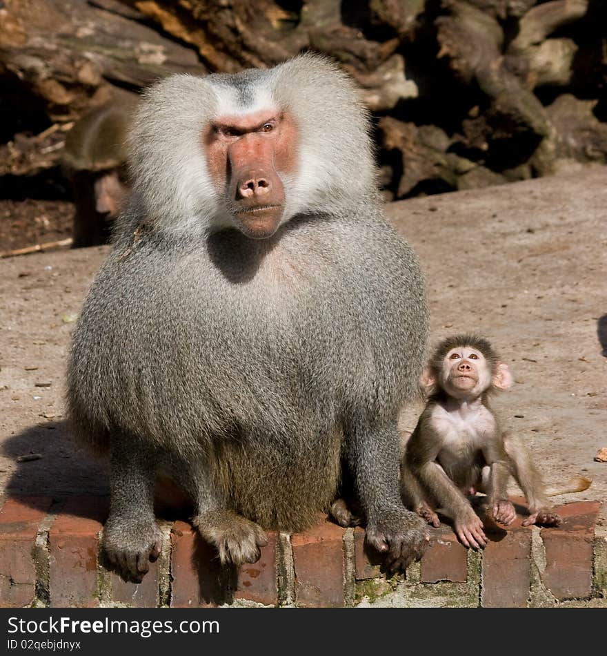 Hamadryas baboon