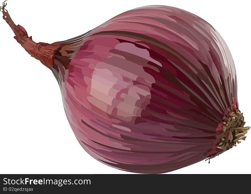 Vector red onion.