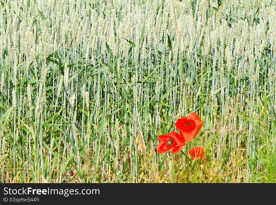 Cornfield with poppies