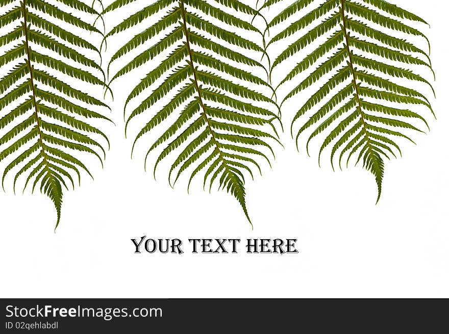 Three ferns