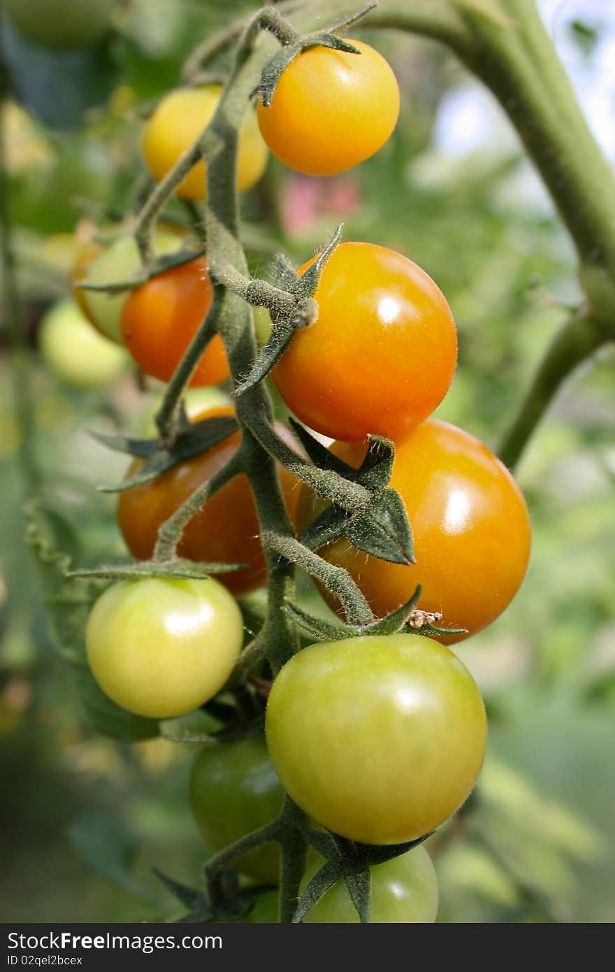 Tomatoes