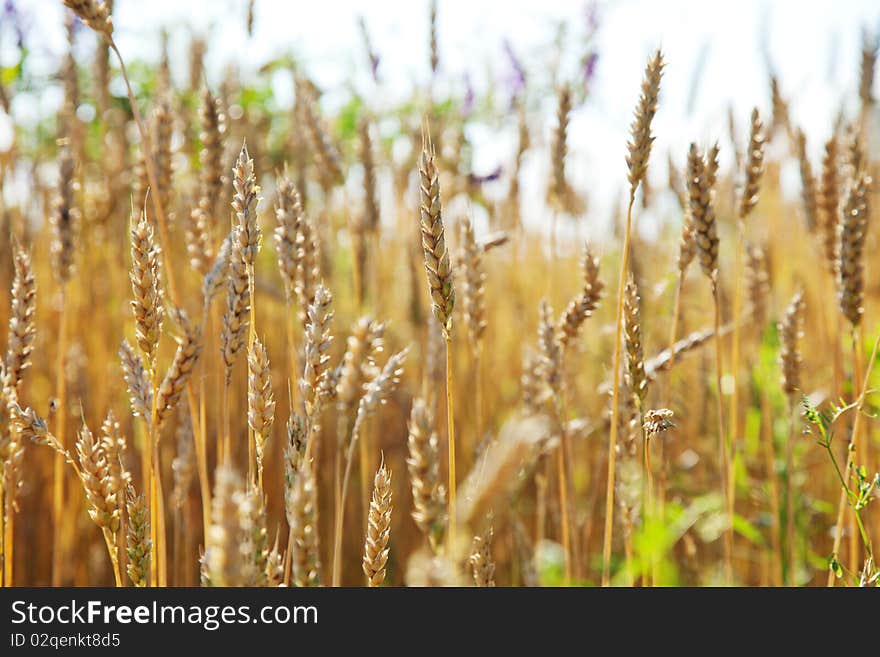 Wheat field