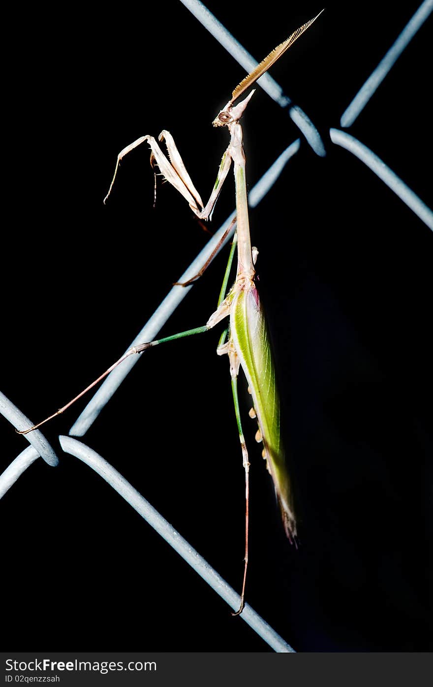 Praying Mantis