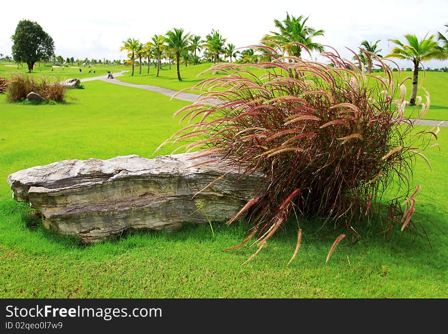 Natural park in sunny day