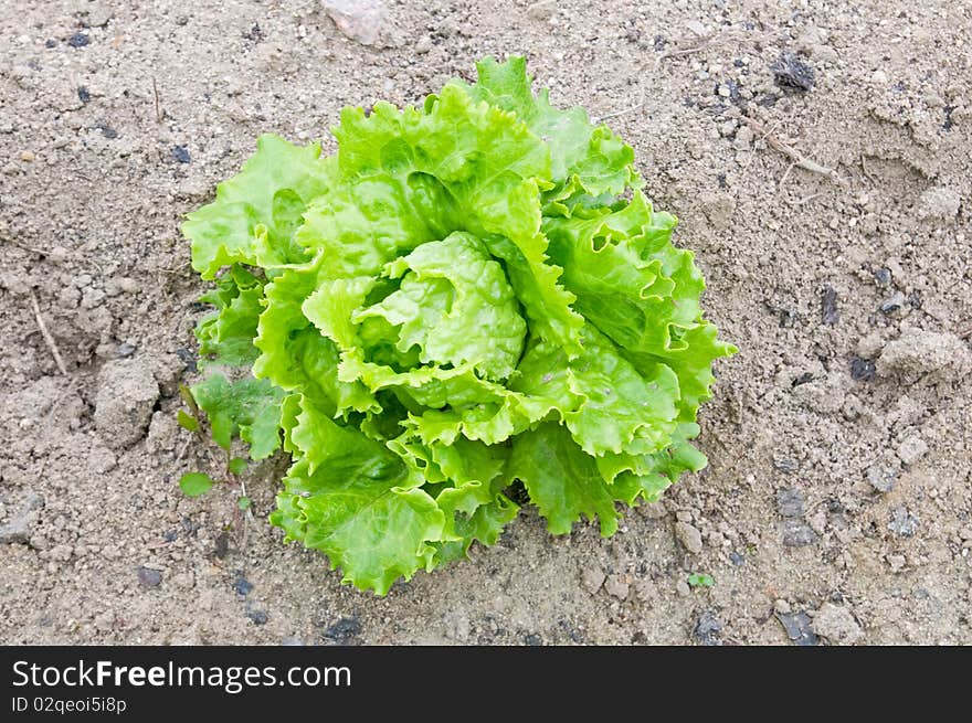 Lettuce