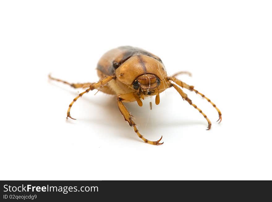 Brown cockroach isolated on white background