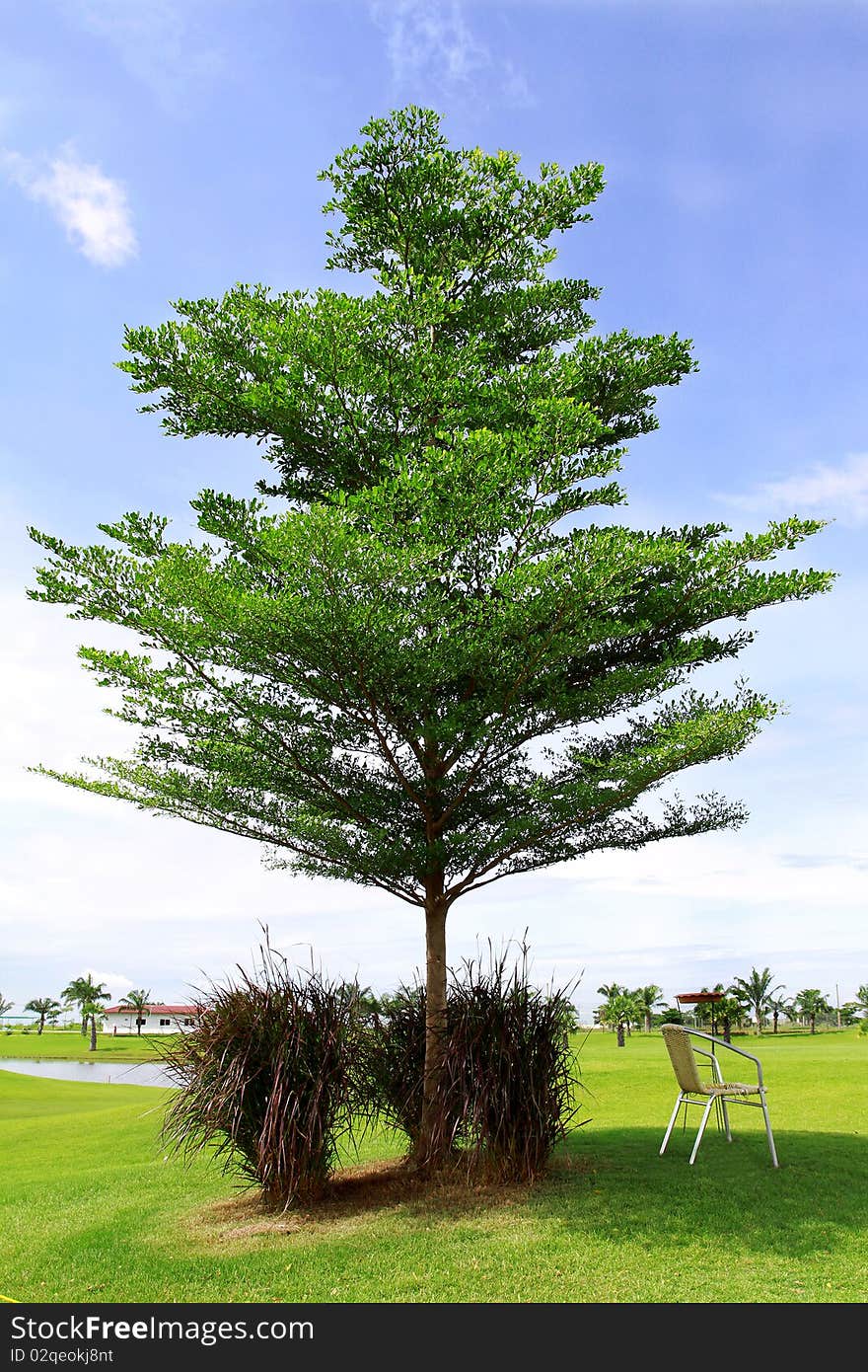 Alone tree with blue sky