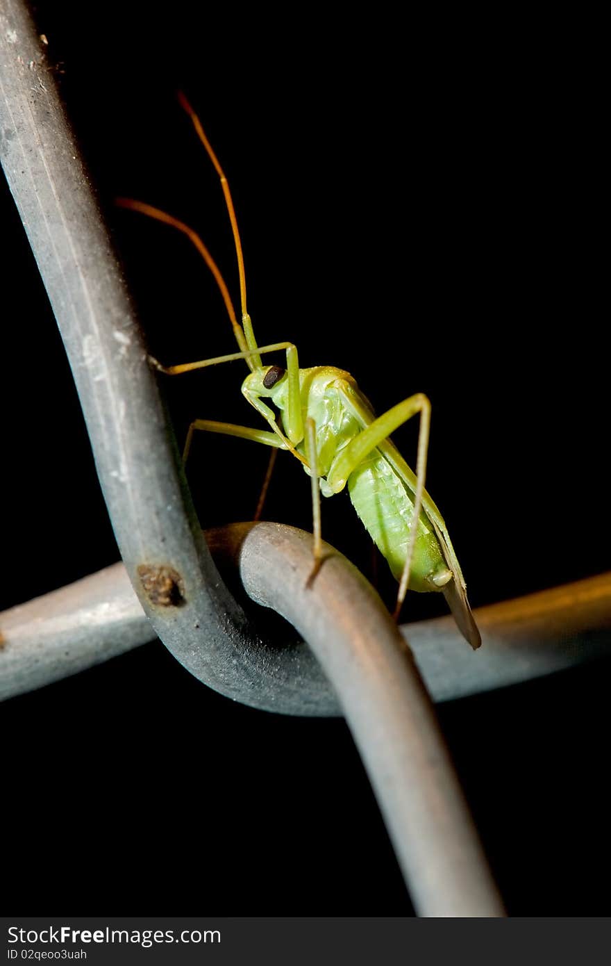 Flying insect on a black background