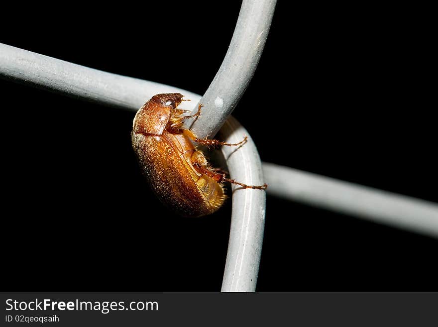 Brown cockroach isolated on black background