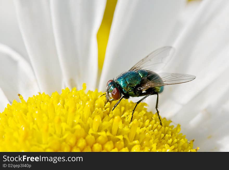 Green fly pollinating a flower. Green fly pollinating a flower