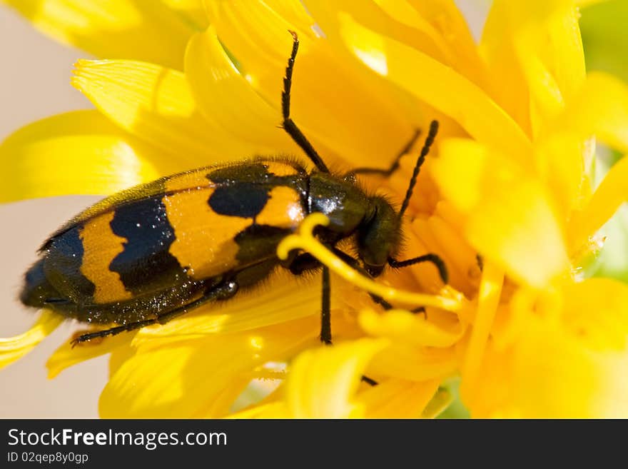 Flying insect pollinating a flower