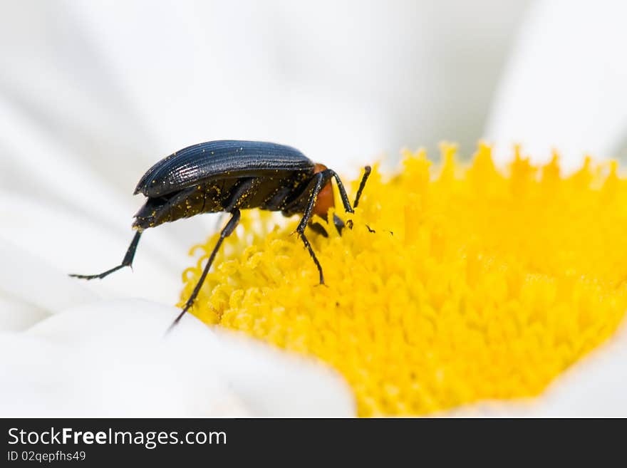 Flying insect pollinating a flower