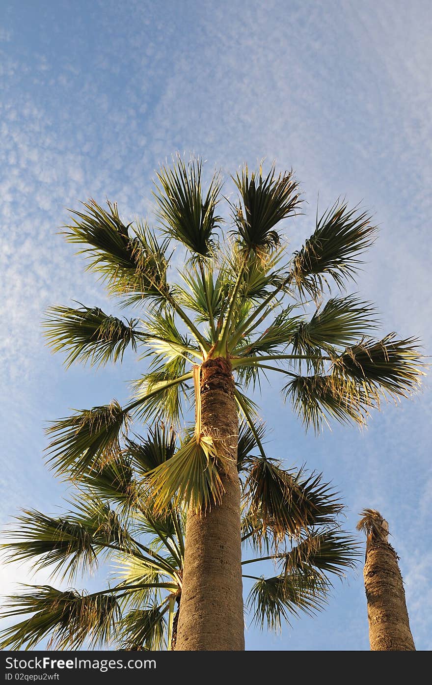 Scenic palm trees over blue morning sky