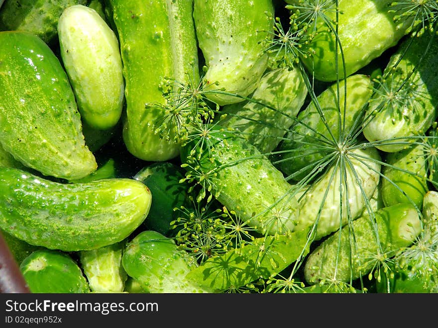 Fresh cucumbers with a fennel branch