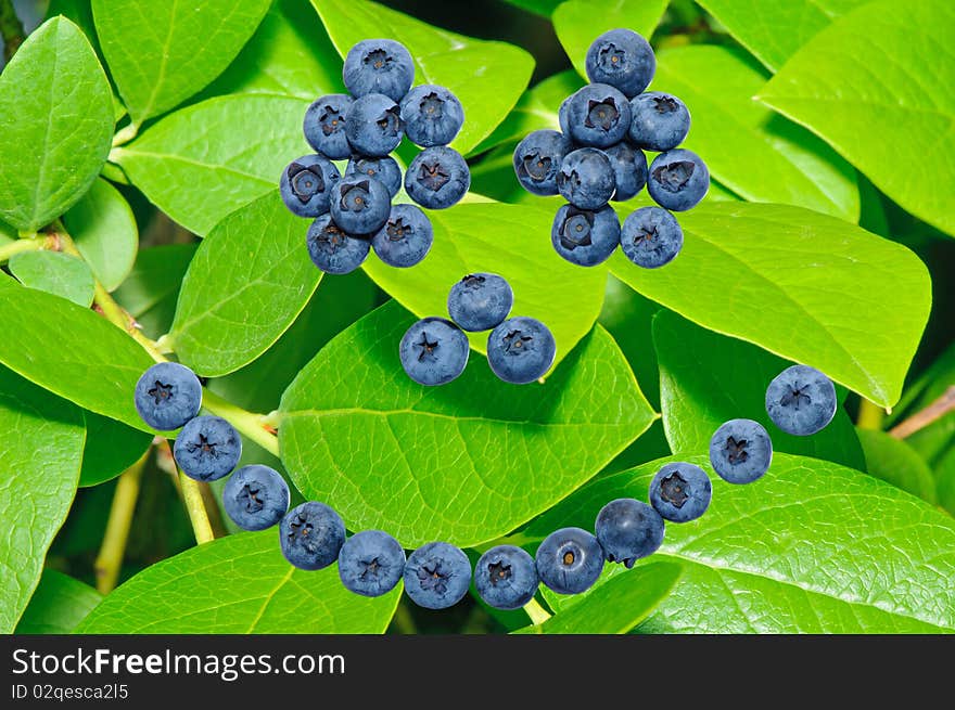 Smiley face made out of blueberries on blueberry leafs background. Smiley face made out of blueberries on blueberry leafs background