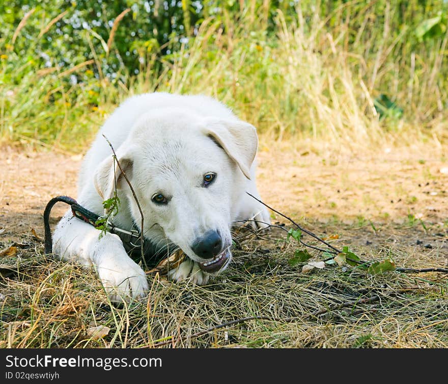 Dog gnaws a stick and looks to the camera