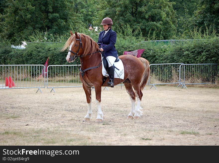 Ruska Rowan, Welsh Cob stallion, being ridden by his amazon. Ruska Rowan, Welsh Cob stallion, being ridden by his amazon.