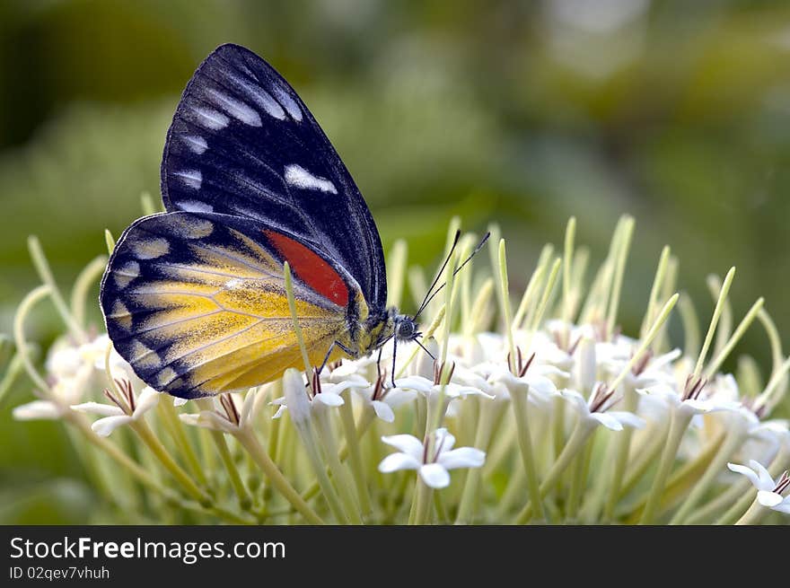 The Red spot Jezebel (Delias descombesi) on white flower (Tarenna wallichii) at Samutsakorn province Thailand. The Red spot Jezebel (Delias descombesi) on white flower (Tarenna wallichii) at Samutsakorn province Thailand