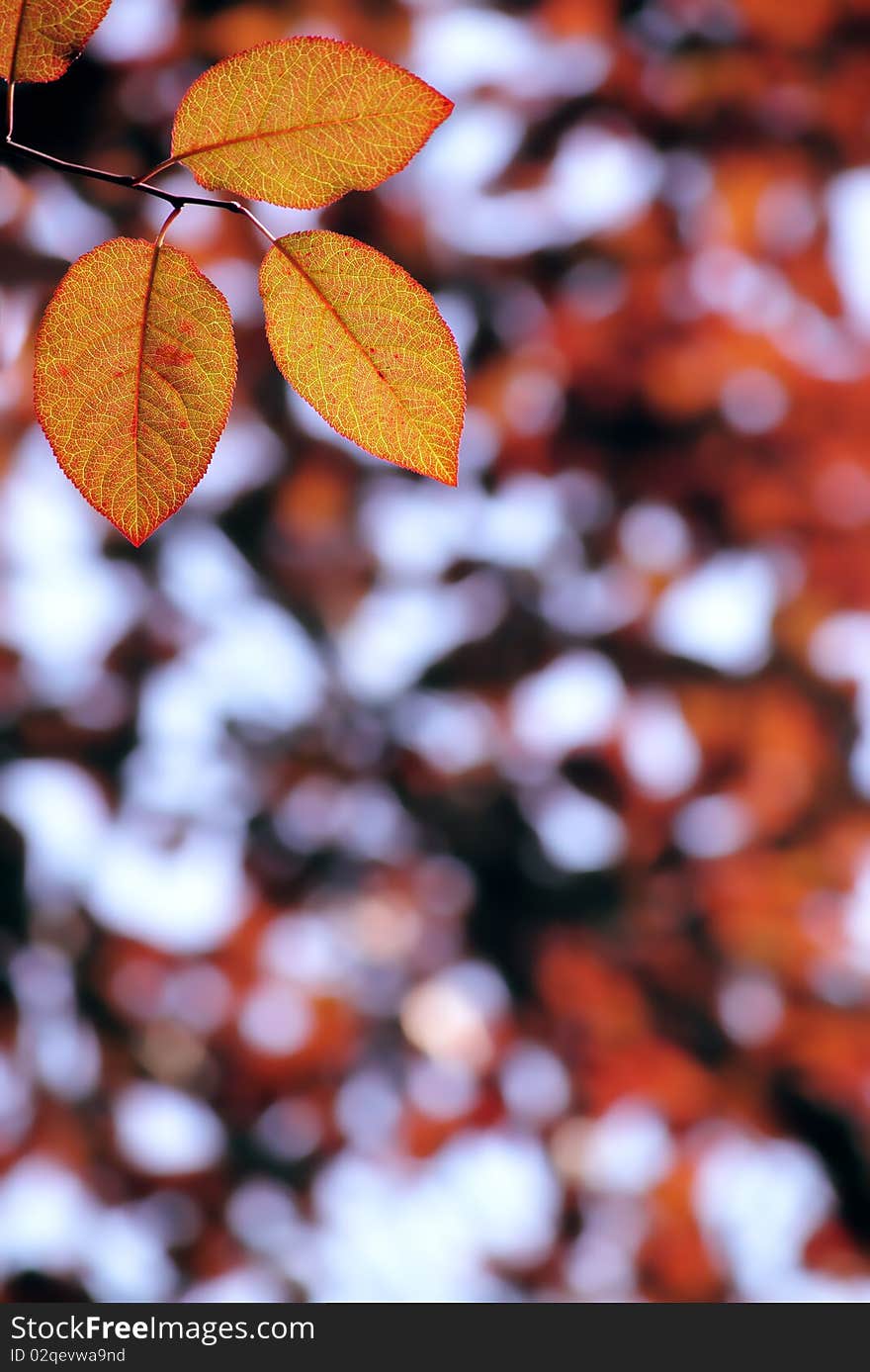 Red leaves in city park in the spring afternoon