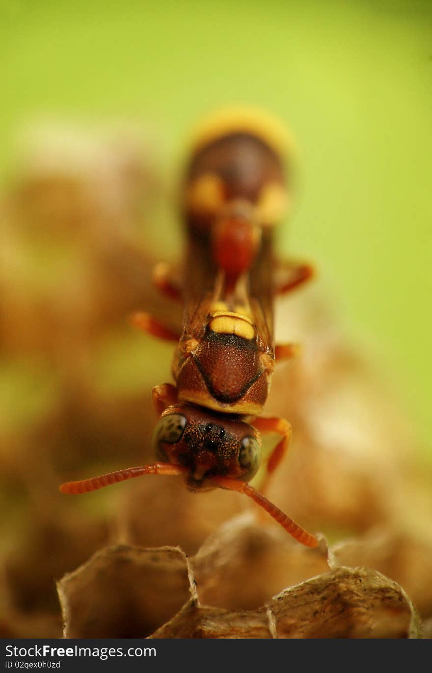 This wasp, with the body length only about 5mm, being photographed when it was building its nest. With the eyes and antenna well focused creating a cute looking appearance. This wasp, with the body length only about 5mm, being photographed when it was building its nest. With the eyes and antenna well focused creating a cute looking appearance.