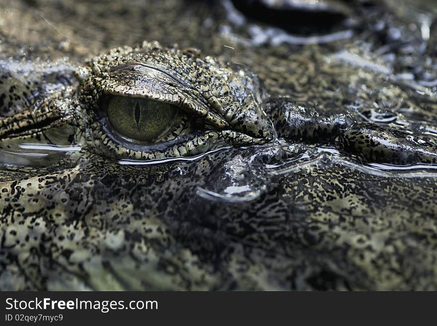 Right Eye of Fresh water crocodile in zoo. Right Eye of Fresh water crocodile in zoo