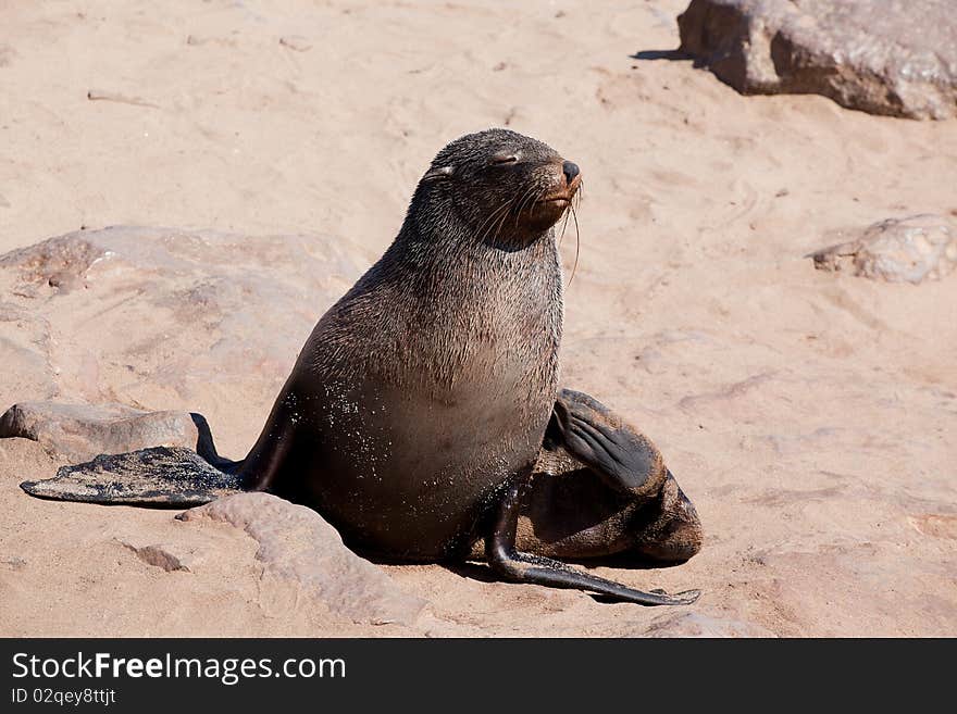 Cape fur seal in Cape Cross in Namibia