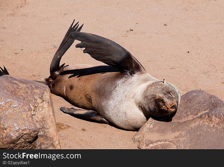 Cape fur seal in Cape Cross in Namibia