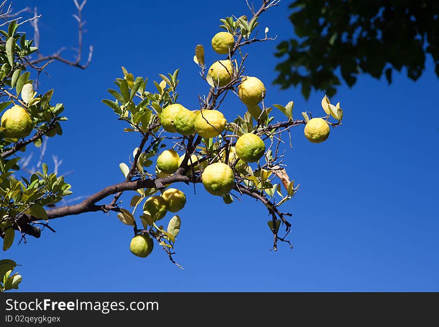 Green and yellow lemons on the tree among the leaves