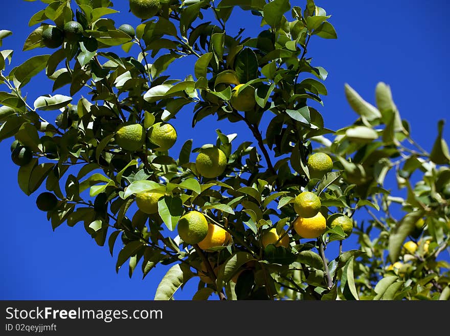 Green lemons on the tree