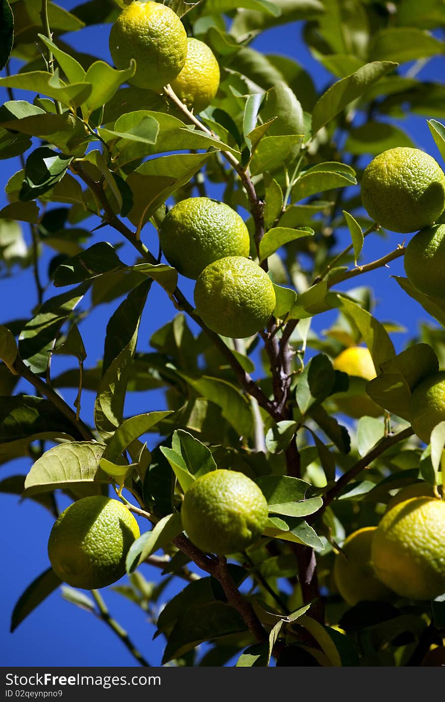 Green lemons on the tree