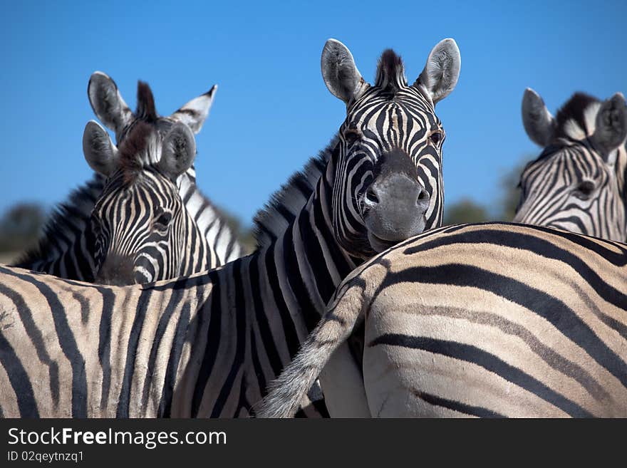 Zebras