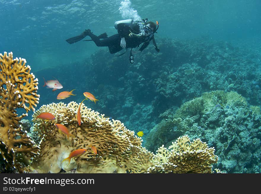 Scuba diver swims over coral reef. Scuba diver swims over coral reef