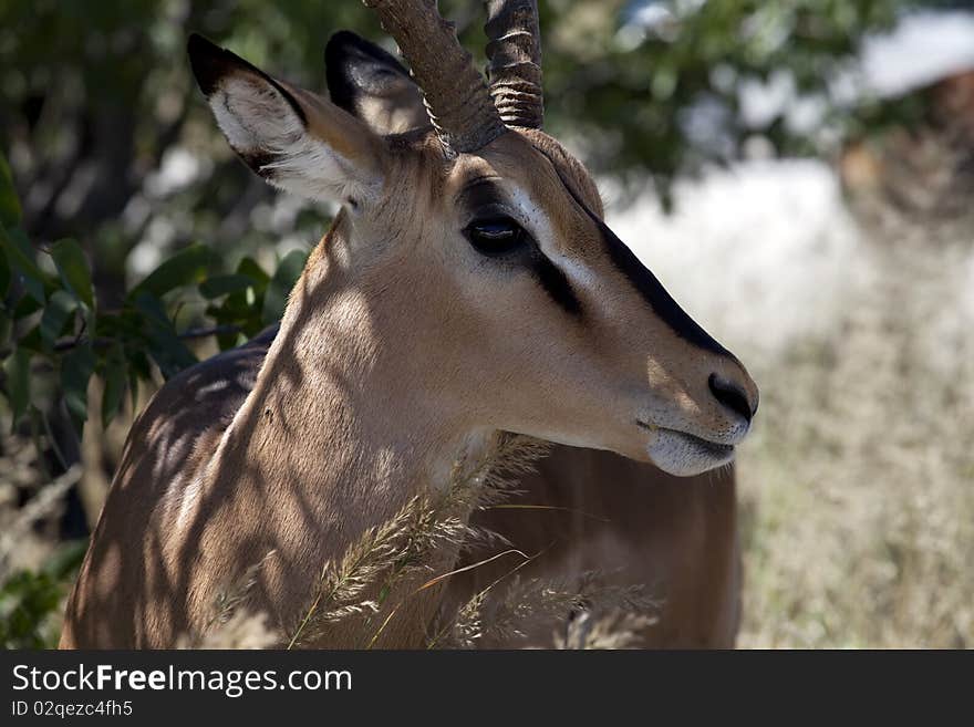 Impala male