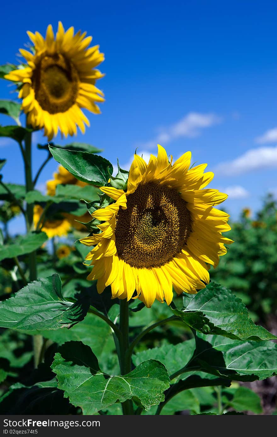 Sunflowers on blue sky background