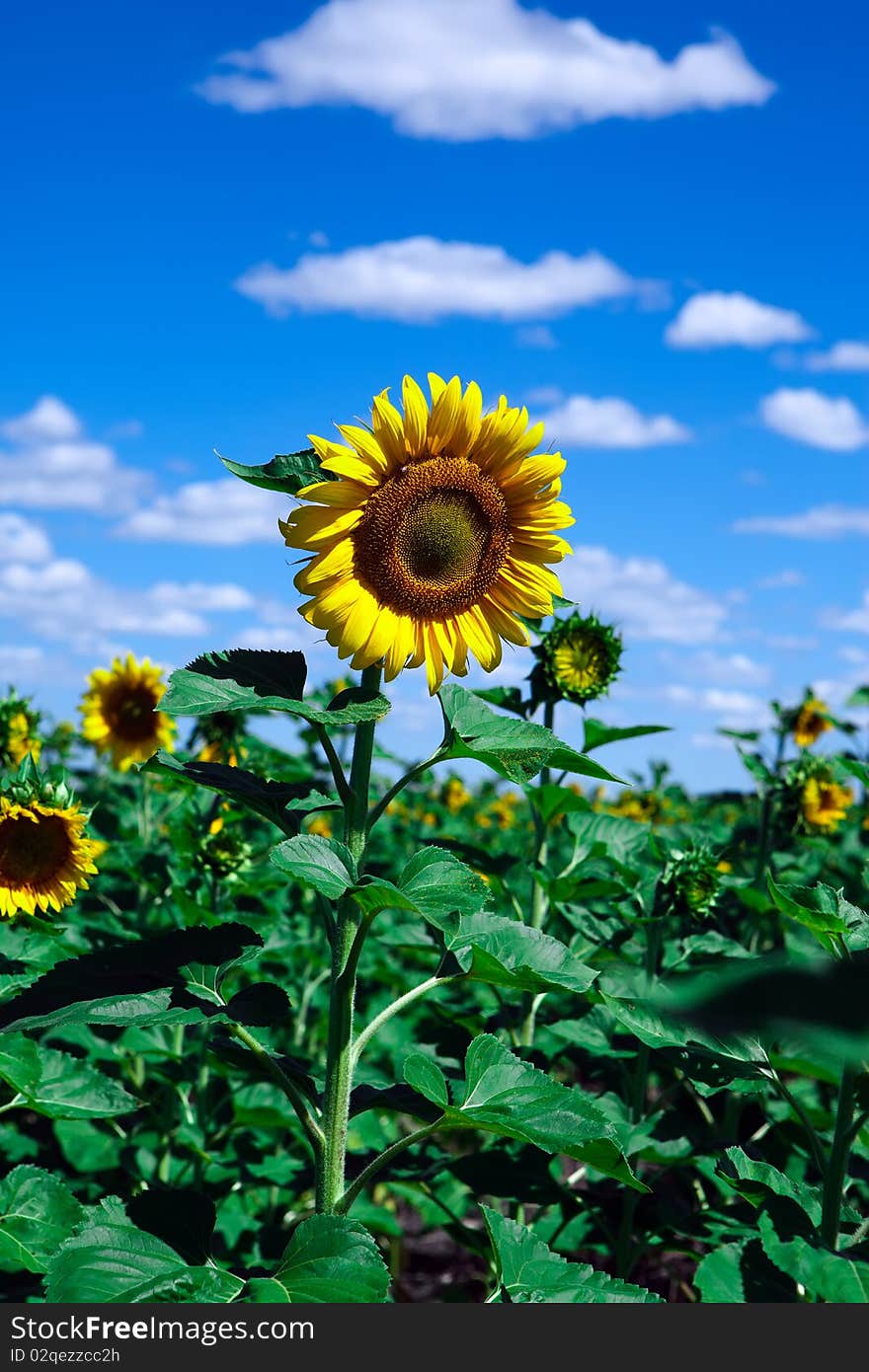 Sunflowers on blue sky background